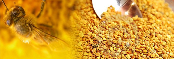 Grains de pollen d'abeilles: Bienfaits , propriétés, Vertus et