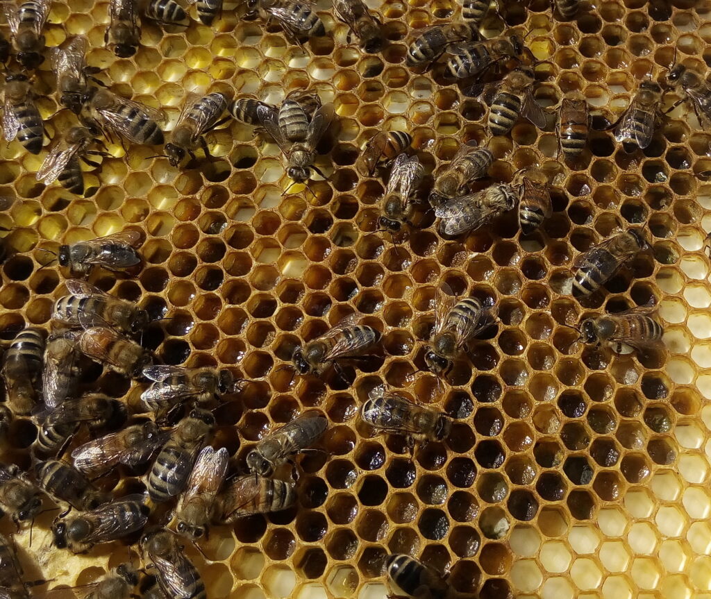 Grains de pollen d'abeilles: Bienfaits , propriétés, Vertus et